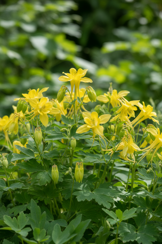 Columbine 'Spring Magic Yellow'