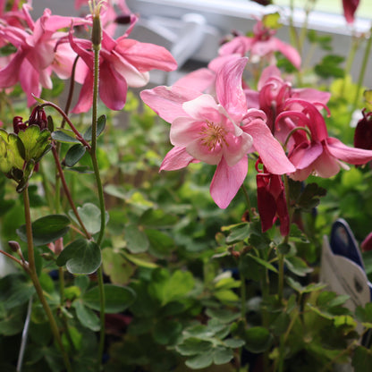 Columbine 'Spring Magic Rose White'