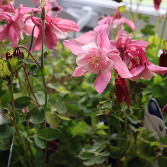 Columbine 'Spring Magic Rose White'