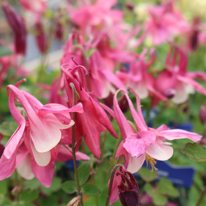 Columbine 'Spring Magic Rose White'