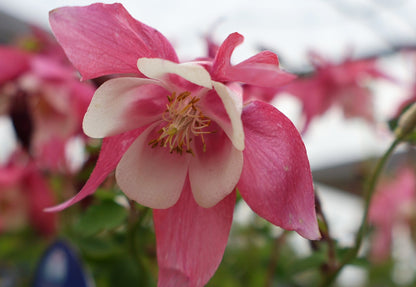 Columbine 'Spring Magic Rose White'