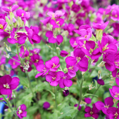 Wall Cress 'Little Treasure Deep Rose'