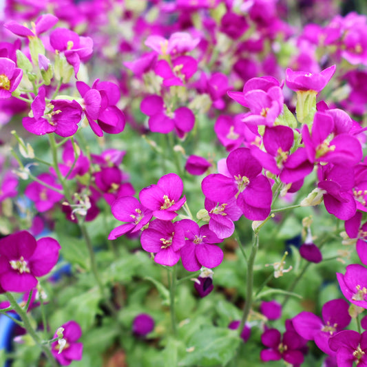 Wall Cress 'Little Treasure Deep Rose'