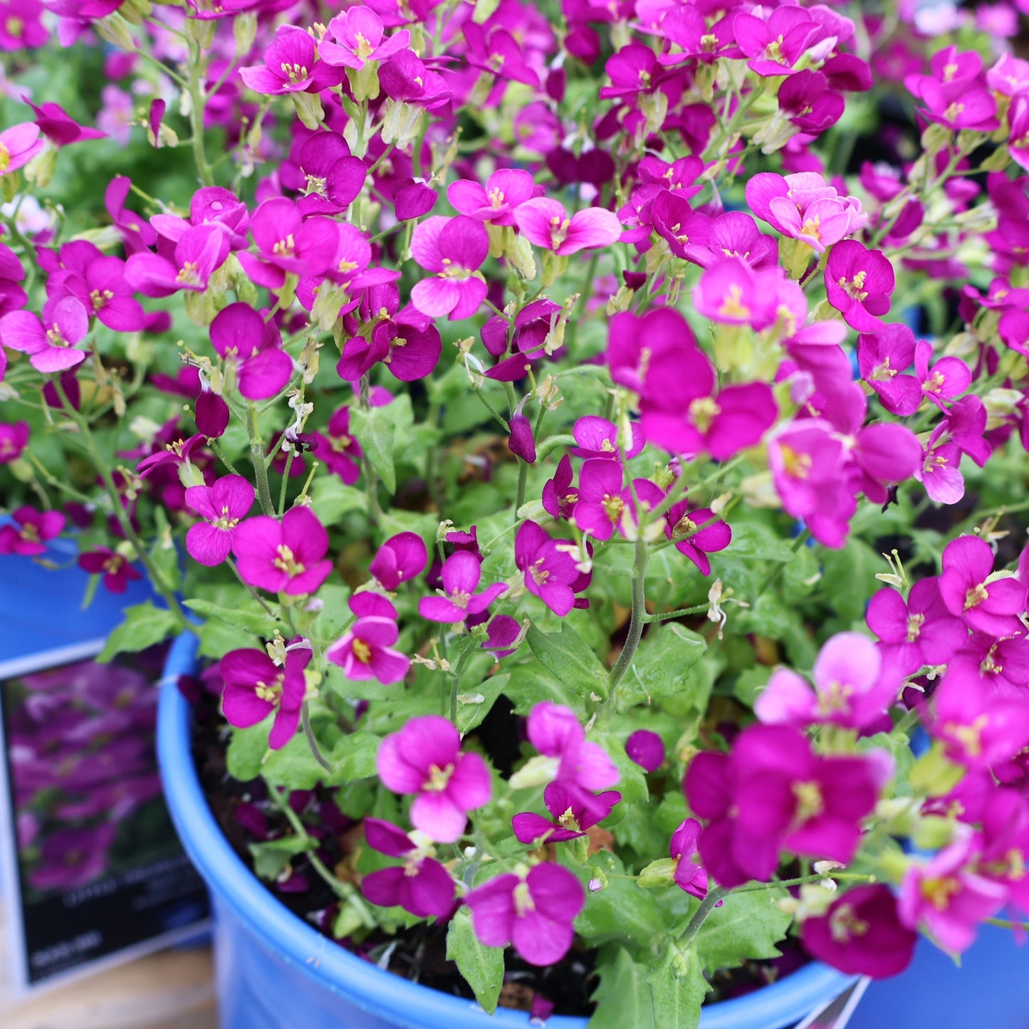 Wall Cress 'Little Treasure Deep Rose'