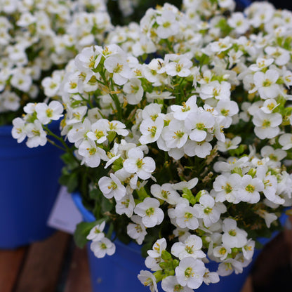 Wall Cress 'Little Treasure White'