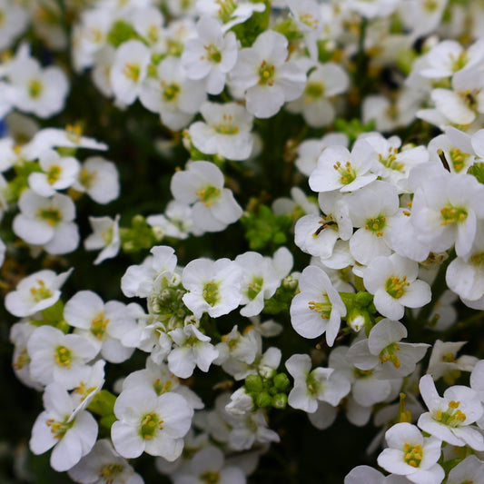 Wall Cress 'Little Treasure White'