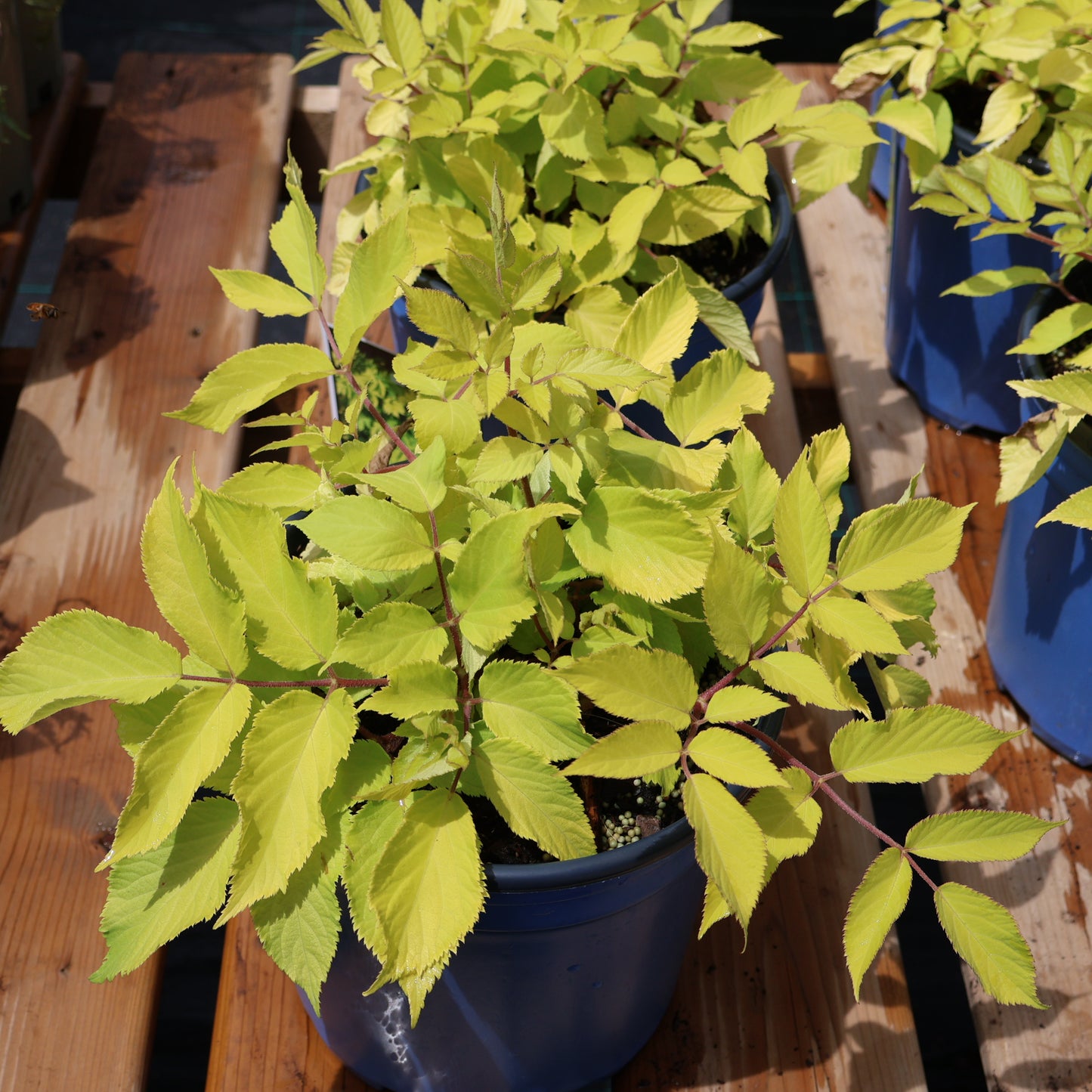Aralia 'Sun King'
