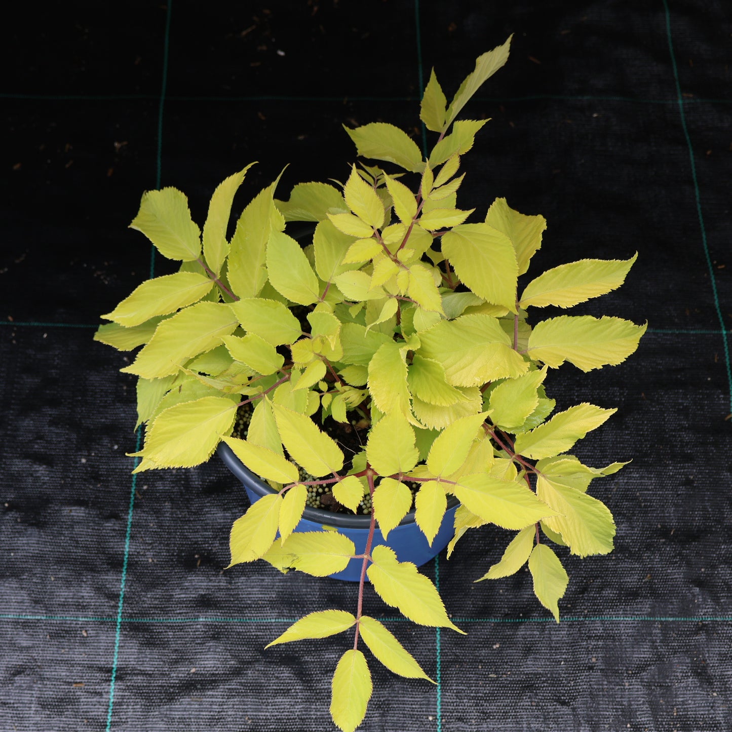 Aralia 'Sun King'