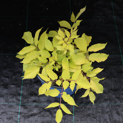 Aralia 'Sun King'