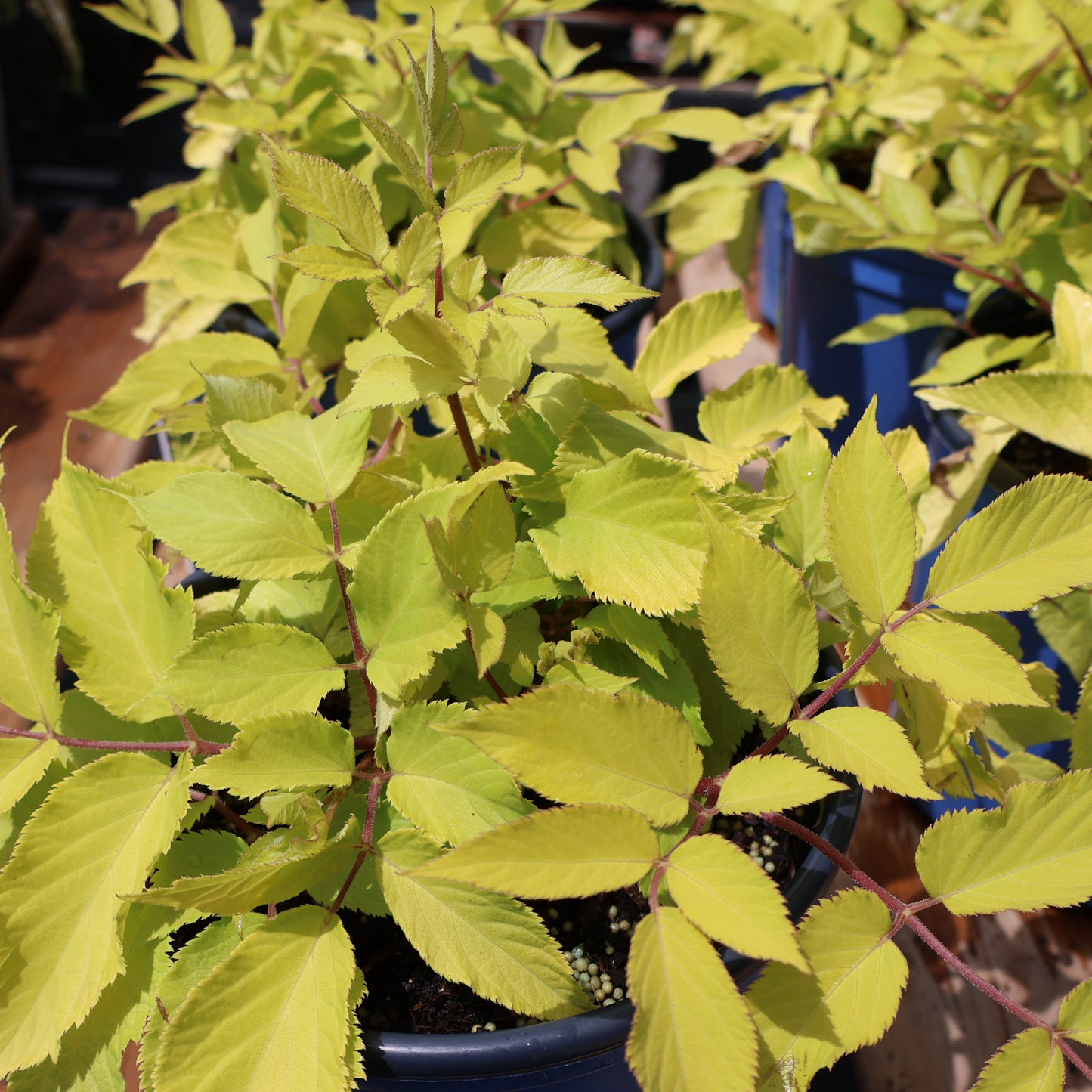 Aralia 'Sun King'