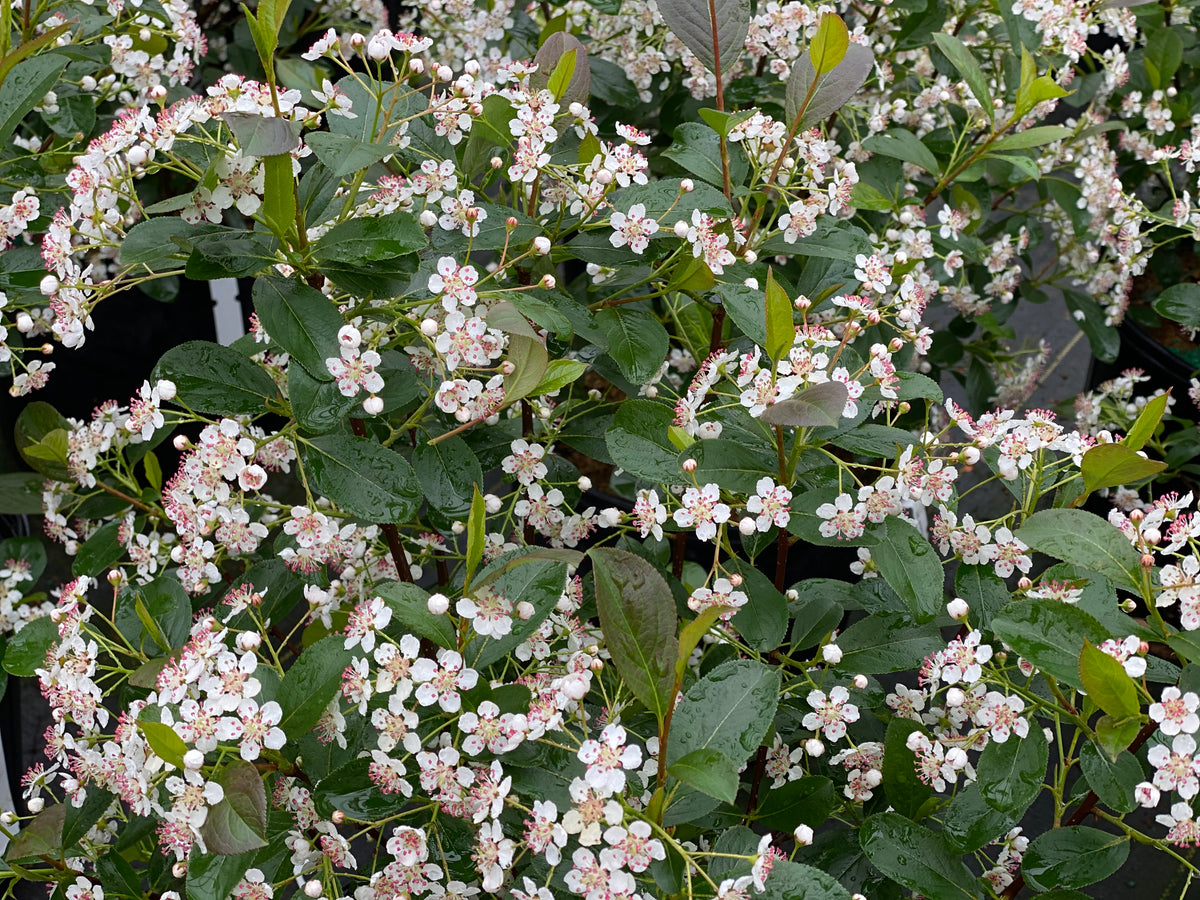 Aronia 'Low Scape Snowfire' PW
