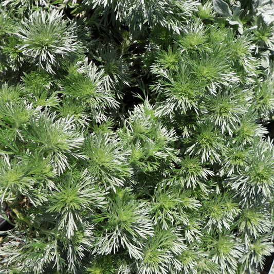 Artemisia 'Silver Mound'