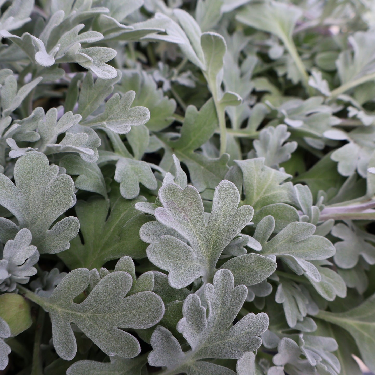 Artemisia 'Silver Brocade'