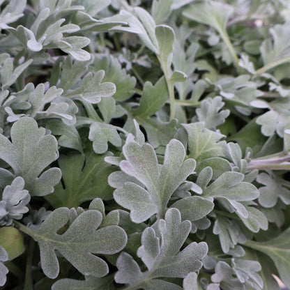 Artemisia 'Silver Brocade'