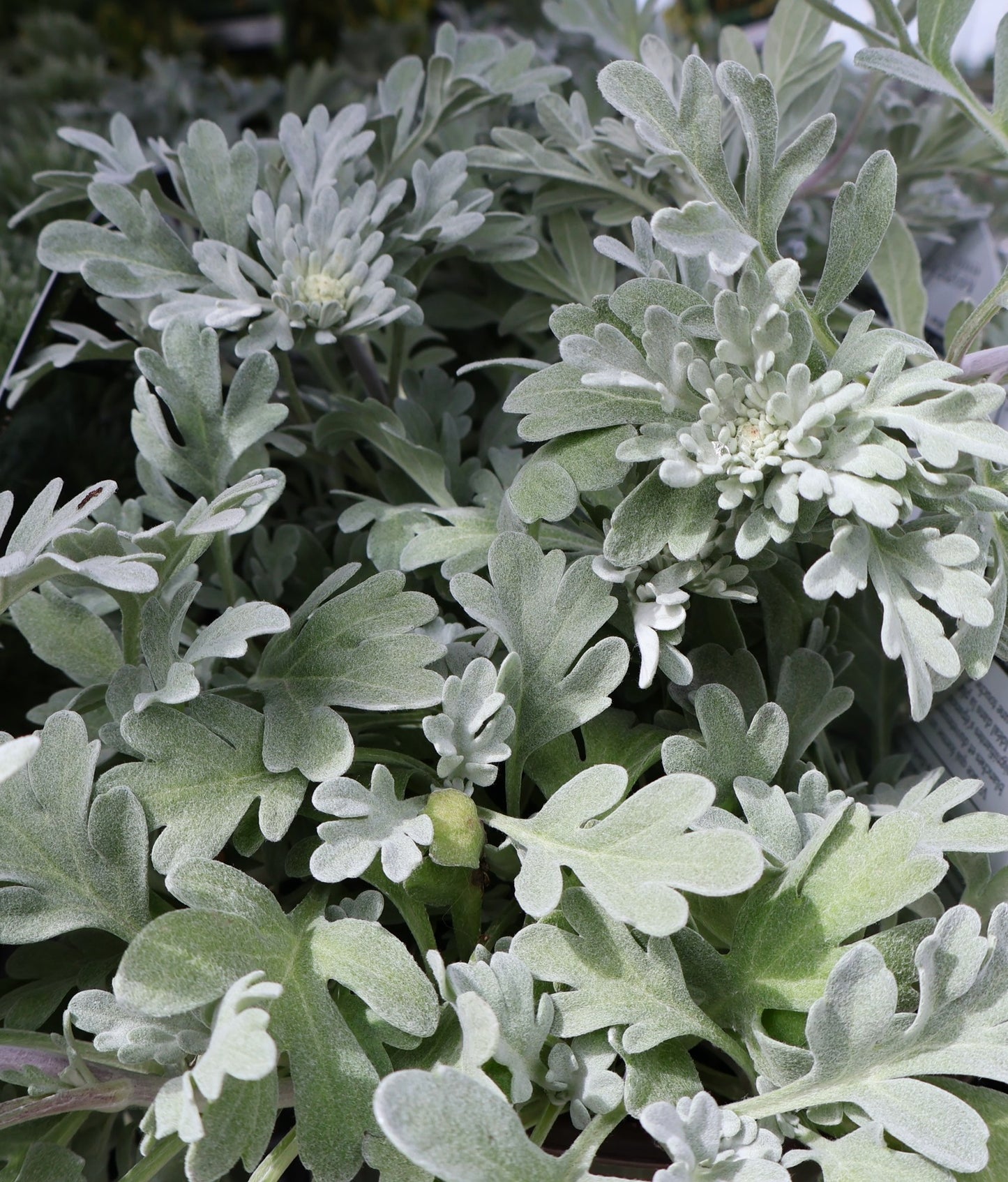 Artemisia 'Silver Brocade'