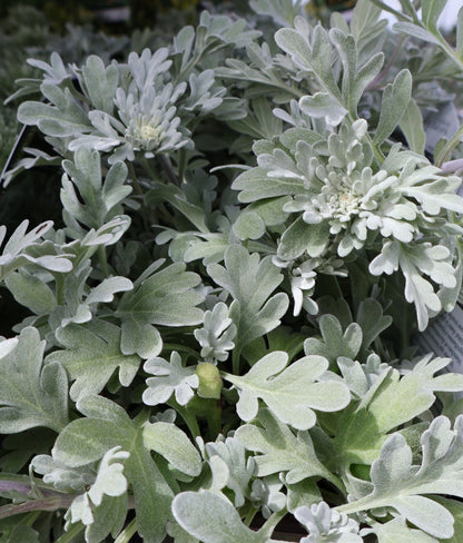 Artemisia 'Silver Brocade'
