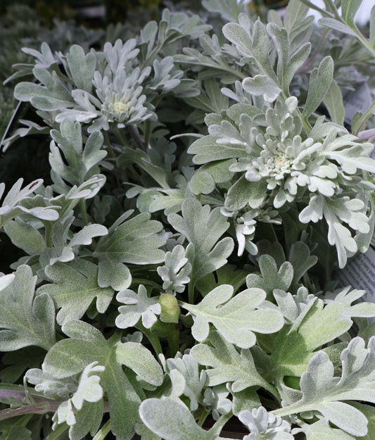 Artemisia 'Silver Brocade'