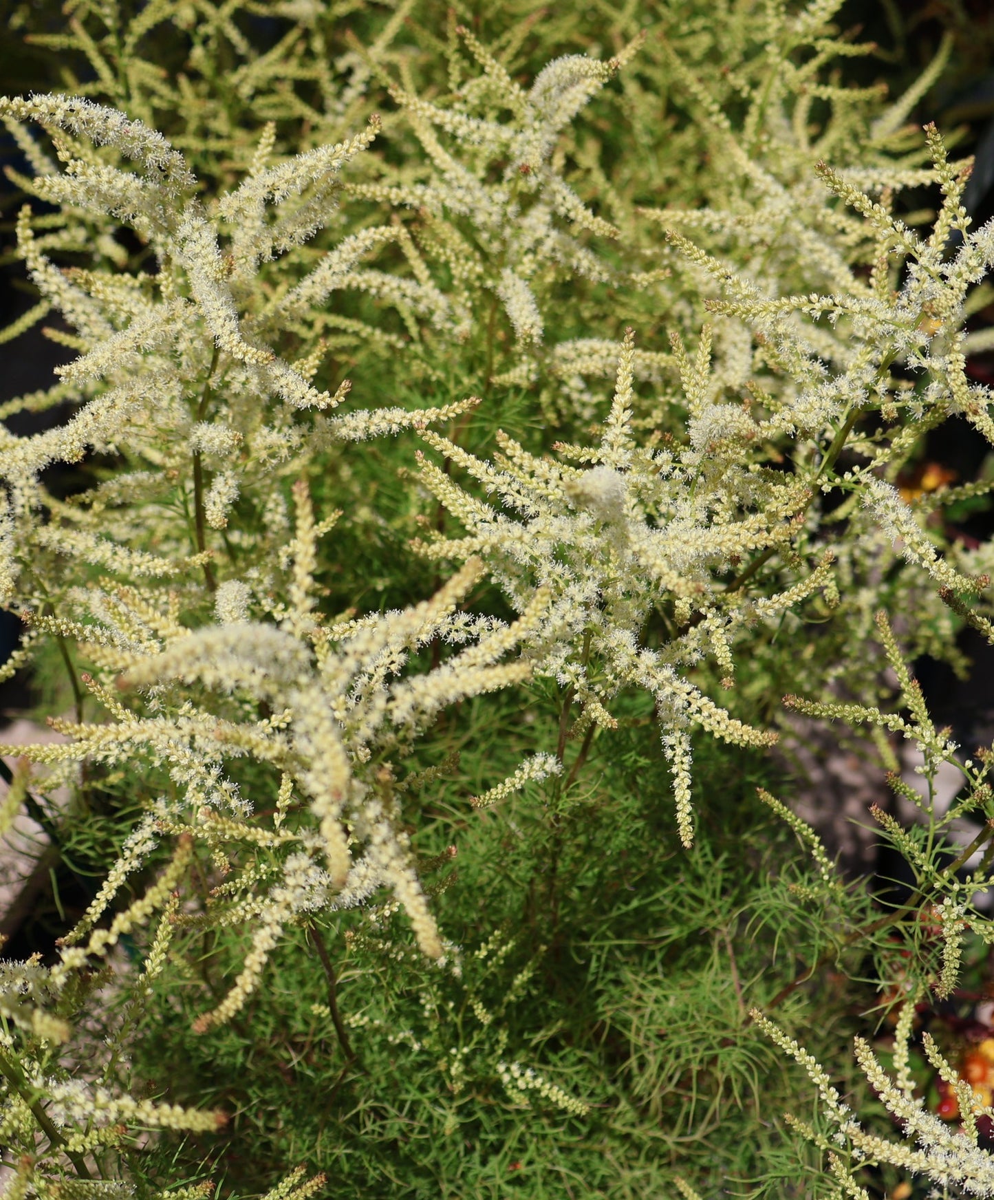 Goatsbeard 'Fairy Hair'