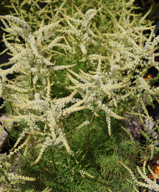 Goatsbeard 'Fairy Hair'