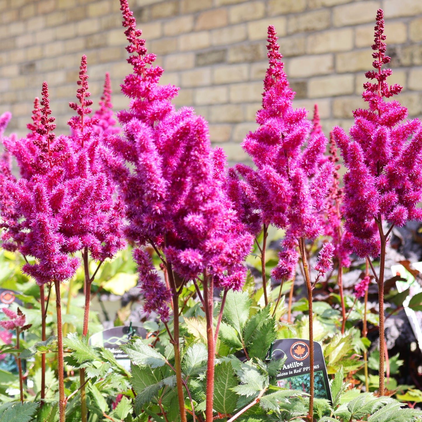 Astilbe ' Visions in Red '