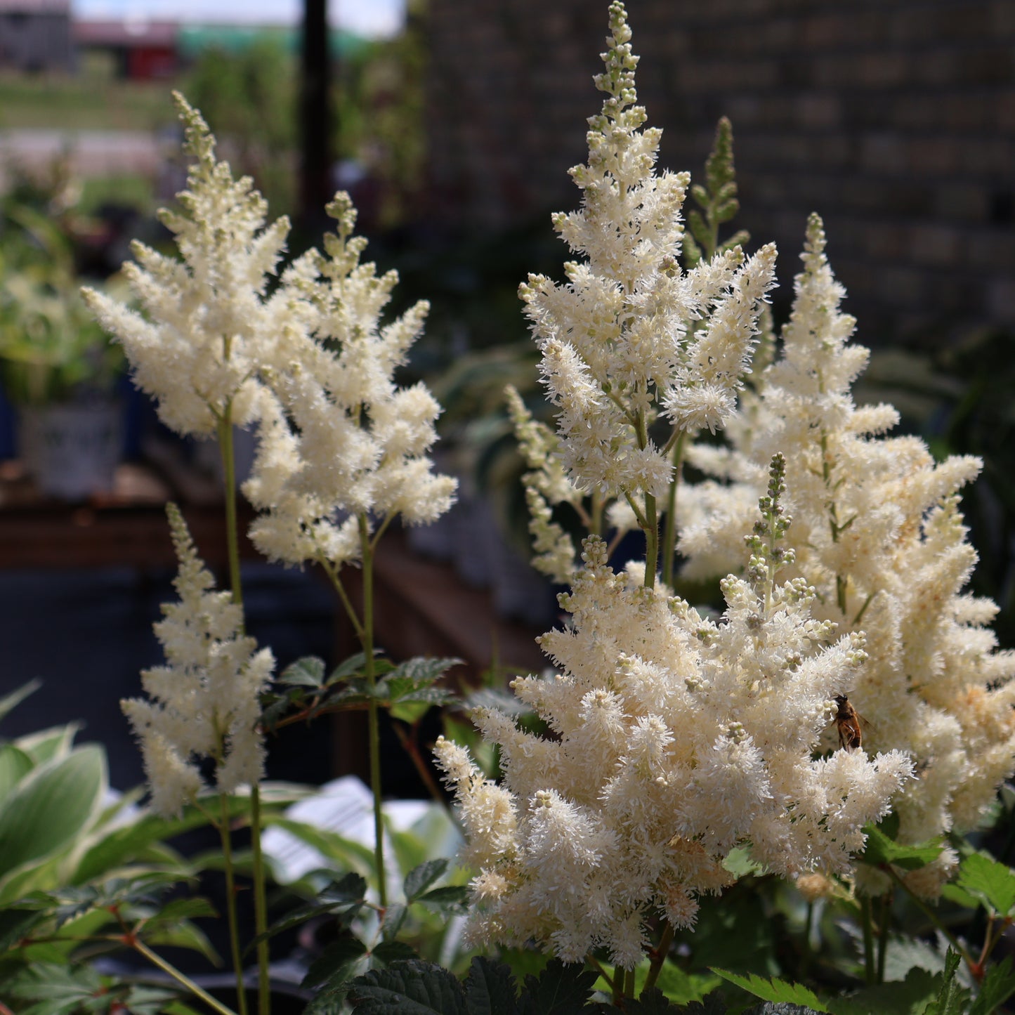 Astilbe 'Visions in White Delight'
