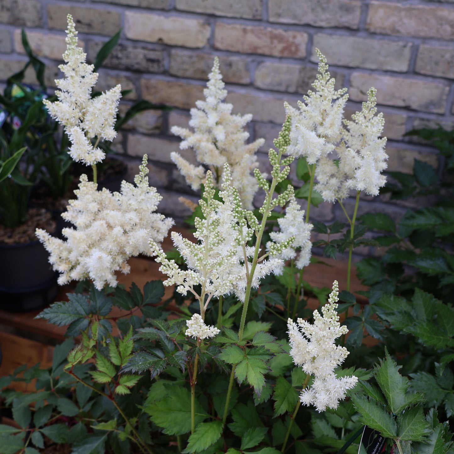 Astilbe 'Visions in White Delight'