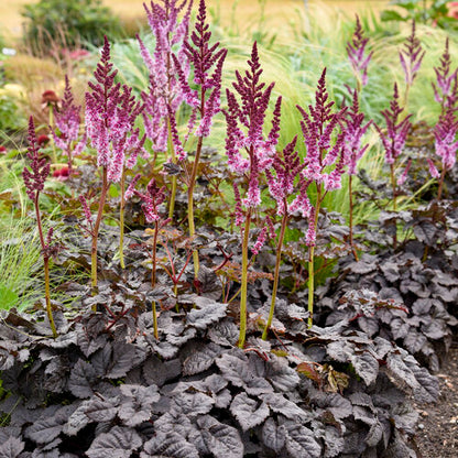 Astilbe 'Dark Side of the Moon' PW