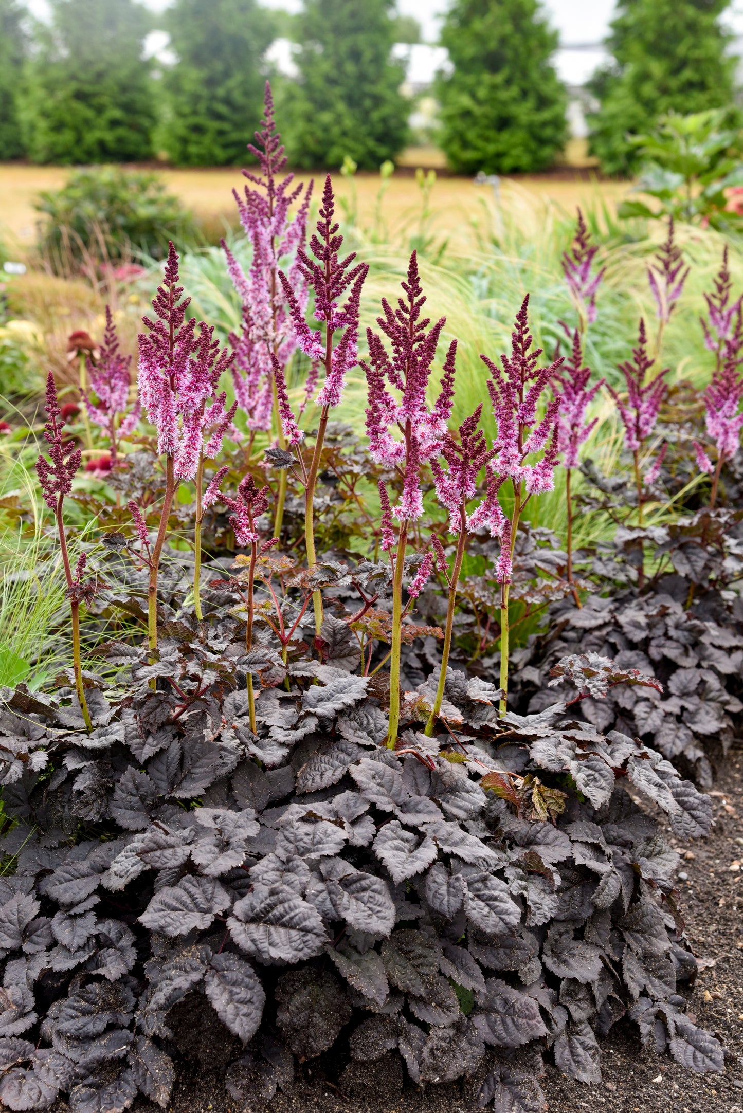 Astilbe 'Dark Side of the Moon' PW