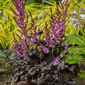 Astilbe 'Dark Side of the Moon' PW
