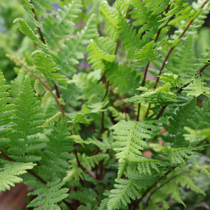 Fern 'Lady in Red'