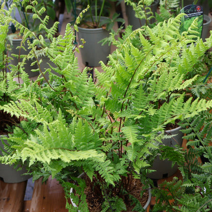 Fern 'Lady in Red'
