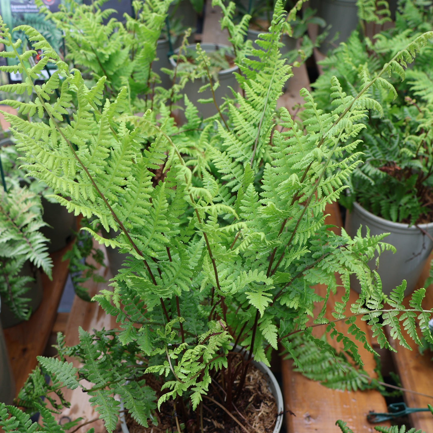 Fern 'Lady in Red'