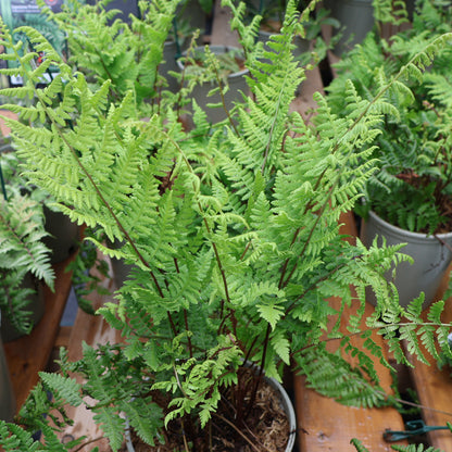 Fern 'Lady in Red'