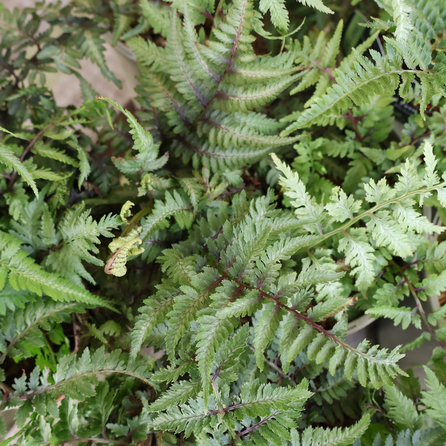 Japanese Painted Fern Pictum at Lucan Country Gardens