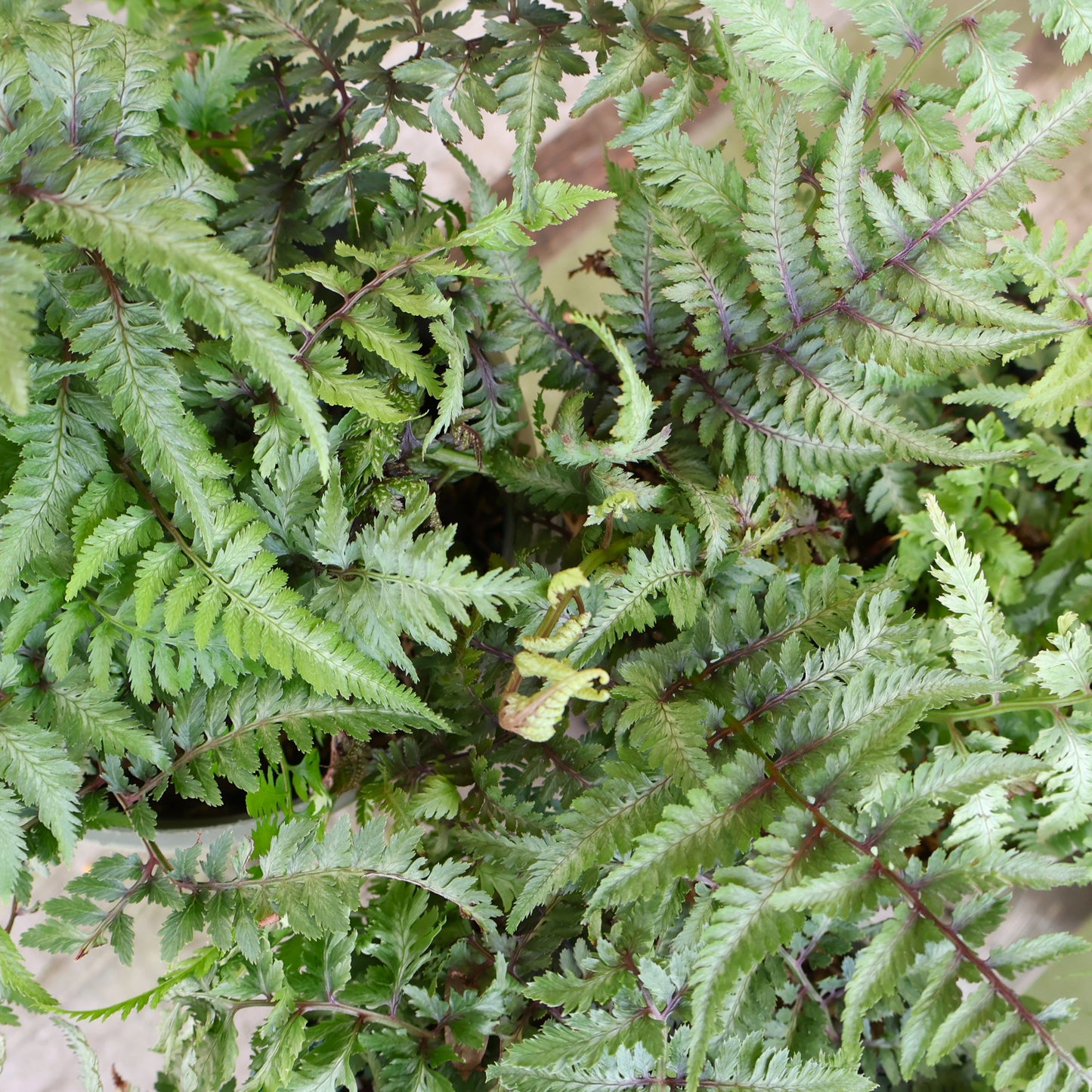 Japanese Painted Fern Pictum at Lucan Country Gardens