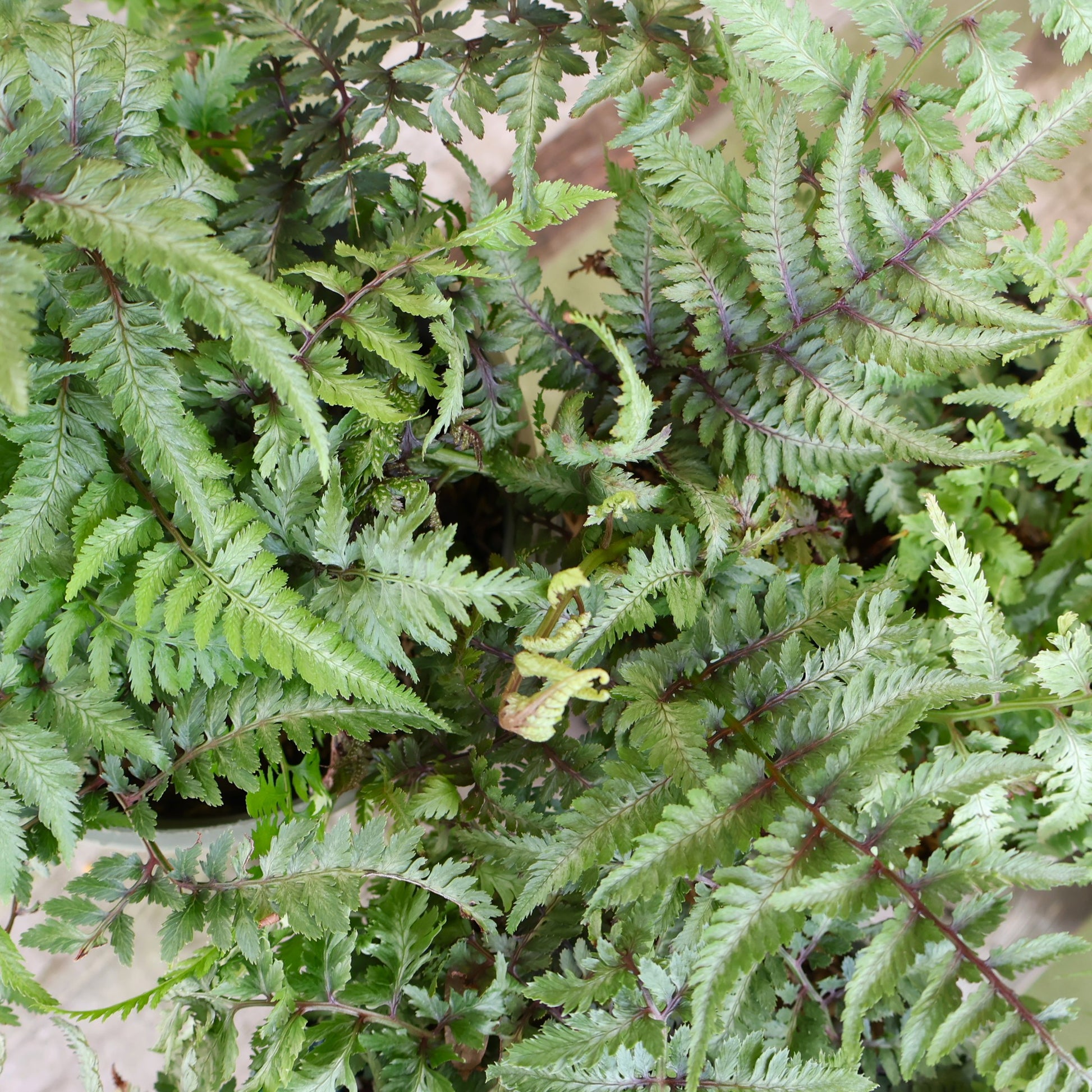 Japanese Painted Fern Pictum at Lucan Country Gardens