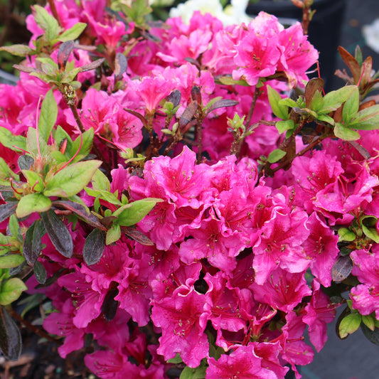 Azalea 'Girard's Fuchsia'