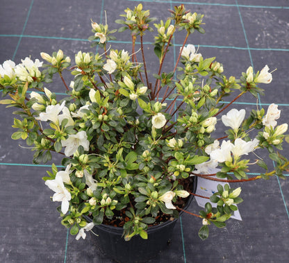 Azalea 'Girard's Pleasant White'