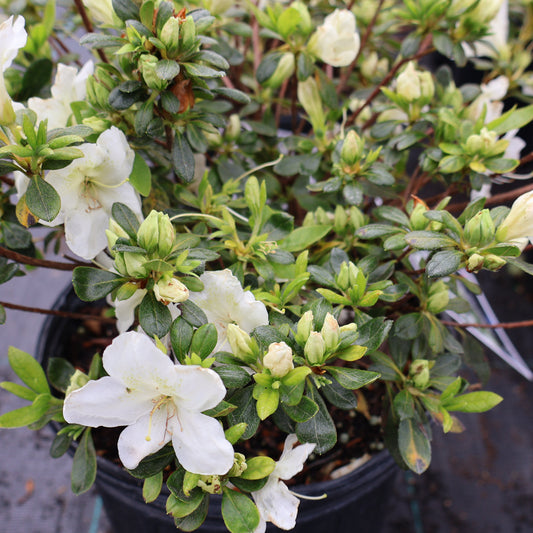 Azalea 'Girard's Pleasant White'