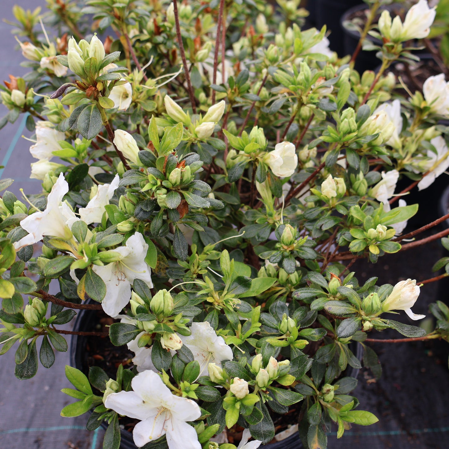 Azalea 'Girard's Pleasant White'