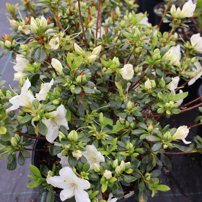 Azalea 'Girard's Pleasant White'