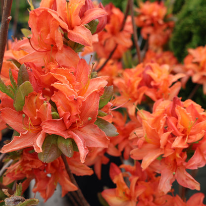 Azalea 'Mandarin Lights'