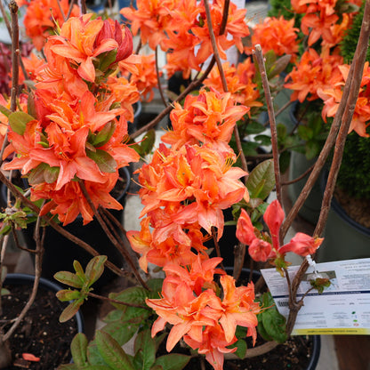 Azalea 'Mandarin Lights'