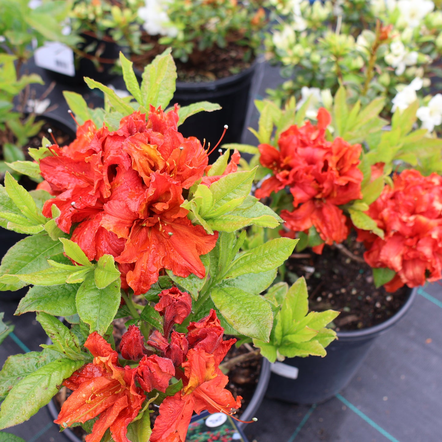 Azalea 'Red Demon'