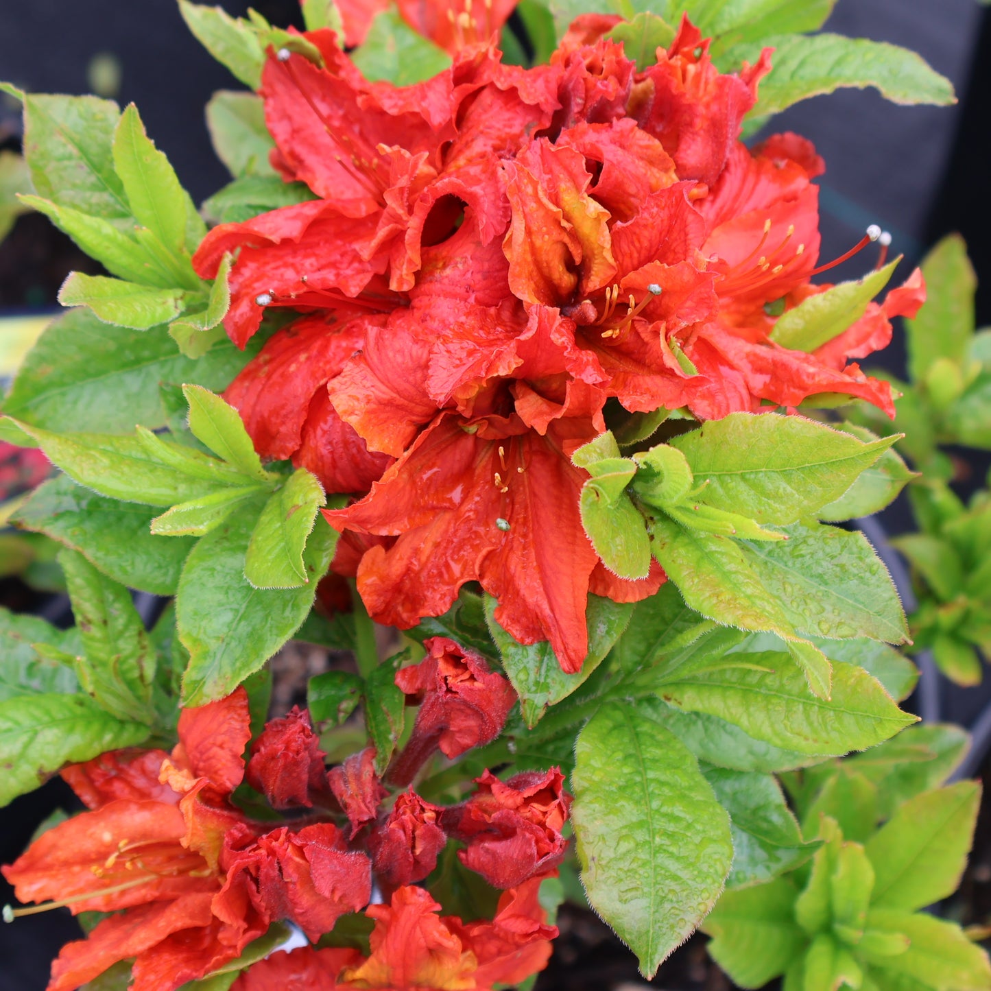 Azalea 'Red Demon'