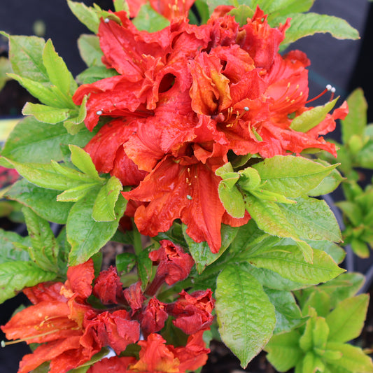 Azalea 'Red Demon'