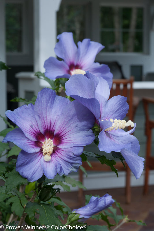 Hibiscus Tree Form 'Azurri Blue Satin' PW