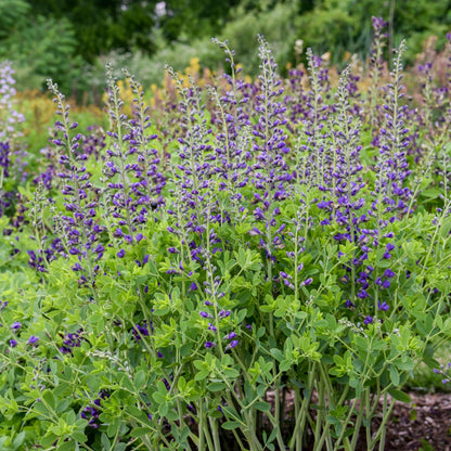 False Indigo, Decadence 'Periwinkle Popsicle' PW