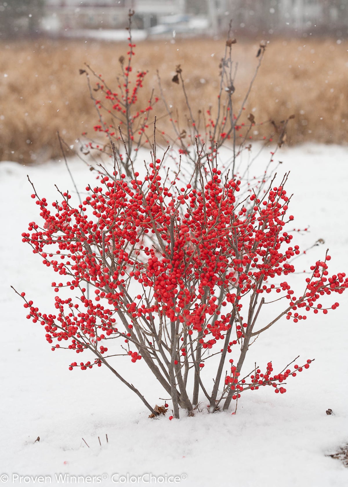 Winterberry 'Berry Poppins' PW