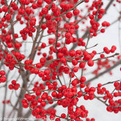 Winterberry 'Berry Poppins' PW